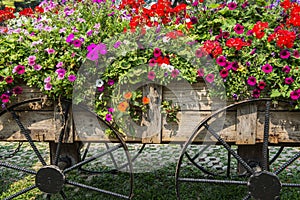 Mae Fah Luang Garden. Chiangrai ,Thailand