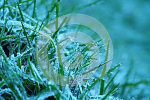 `Mae Khaning` `mouy khap` Frost with dew drops on the green leaves grass. Soft Focus at Doi Inthanon