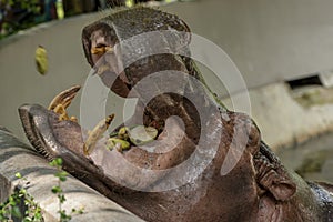 Mae Mali is the name of a female hippopotamus in Dusit Zoo.