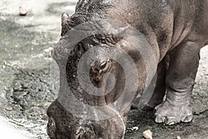 Mae Mali is the name of a female hippopotamus in Dusit Zoo.
