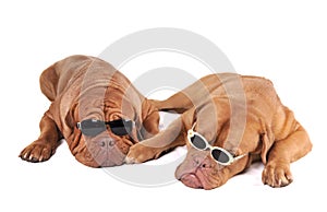 Mafia Dogs photo