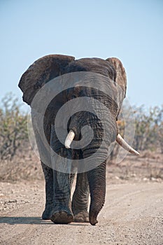 Magadzi Elephant