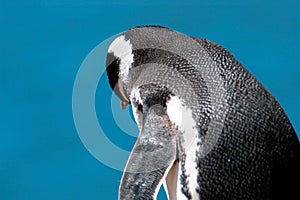 Magallanes penguin