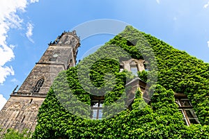 Magdeburg gothic medieval cathedral Dom church slate tile roof and green fresh Ivy covered old stone wall against clear