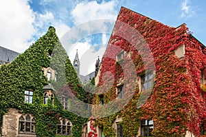 Magdeburg gothic medieval cathedral Dom church slate tile roof and green fresh Ivy covered old stone wall against clear