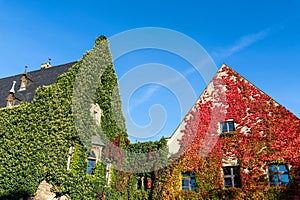 Magdeburg gothic medieval cathedral Dom church slate tile roof and green red fresh Ivy covered old stone wall clear blue