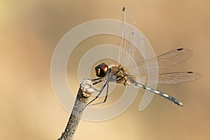 Mage of dragonfly perched on a tree branch.