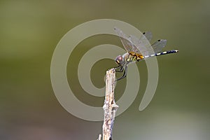 Mage of dragonfly perched on a tree branch.