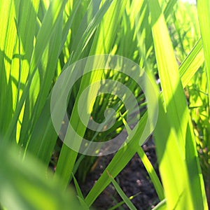 Magelang 7 September 2023 The green rice plants are still young with the rays of the morning sun, fertile loose soil