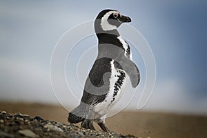 Magelanic penguin