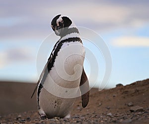 Magelanic penguin