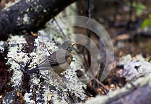 Magelhaenlijster, Austral Thrush, Turdus falcklandii