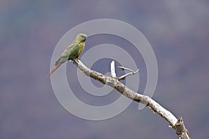 Magelhaenparkiet, Austral Parakeet, Enicognathus ferrugineus