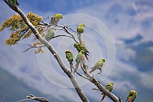 Magelhaenparkiet, Austral Parakeet, Enicognathus ferrugineus