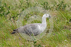 Magellan Goose