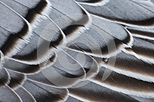 Magellan Goose feathers photo