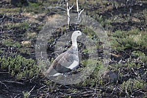 Magellan goose photo