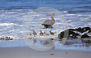 Magellan Goose or Upland Goose, chloephaga picta, Adult and Chicks entering Ocean