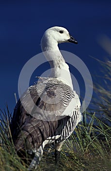 MAGELLAN GOOSE OR UPLAND GOOSE chloephaga picta, ANTARCTICA