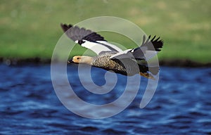 MAGELLAN GOOSE OR UPLAND GOOSE chloephaga picta, FEMALE IN FLIGHT, ANTARCTICA