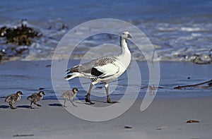 Magellan Goose or Upland Goose, chloephaga picta, Male and Chicks on the Beach, Antarctica