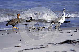 MAGELLAN GOOSE OR UPLAND GOOSE chloephaga picta, MALE FEMALE AND CHICKS ON BEACH, ANTARCTICA