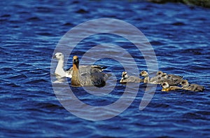 Magellan Goose or Upland Goose, chloephaga picta, Male white, Female brown and Chicks, Antarctica