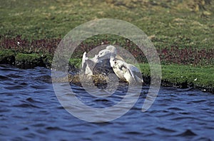 Magellan Goose or Upland Goose, chloephaga picta, Males fighting, Antarctica