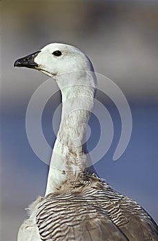 Magellan Goose or Upland Goose, chloephaga picta, Portrait of Male, Antarctica