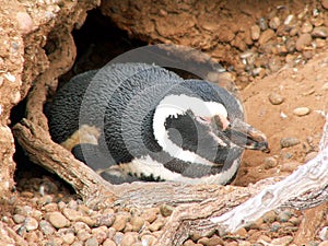 Magellan penguin photo