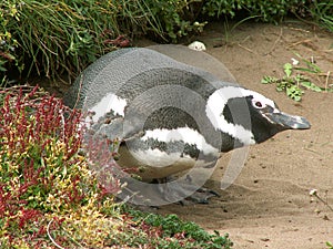 Magellan penguin photo