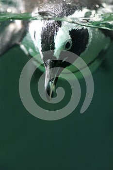 Magellan Penguin photo