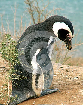 Magellan penguin photo