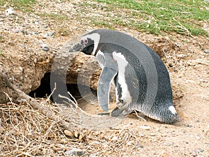 Magellan penguin photo