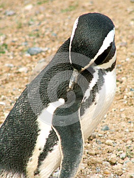 Magellan penguin photo