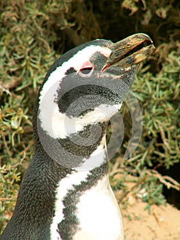 Magellan penguin photo