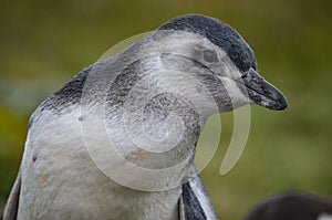 Magellan Penguin at the Cerro Otway colony, Punta Arenas, Chile