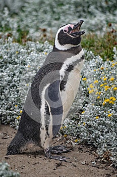 Magellan Penguin at the Cerro Otway colony, Punta Arenas, Chile