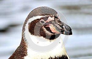 Magellan penguin