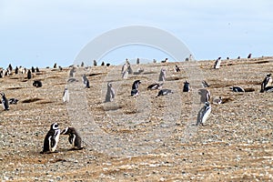 Magellan penguin colony