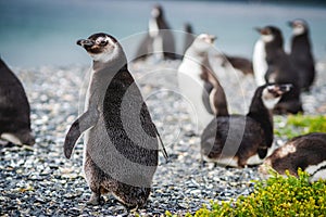 Magellan Penguin Colony on Martillo Island in the Beagle Channel, Ushuaia, Argentina