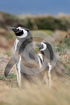 Magellan penguin couple, Punta Arenas, Chile