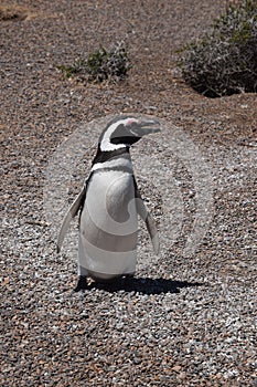 Magellan Penguin