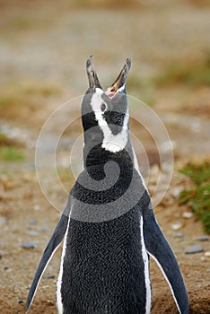 Magellan Penguin - Loudmouth photo