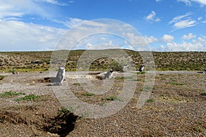 Magellan penguin near burrow