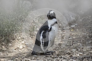 Magellan Penguin (order Sphenisciformes, family Spheniscidae)