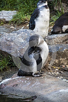 Magellan Penguin order Sphenisciformes, family Spheniscidae are a group of aquatic, flightless birds living almost exclusively