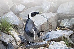 Magellan Penguin order Sphenisciformes, family Spheniscidae are a group of aquatic, flightless birds living almost exclusively