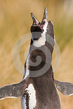 Magellan Penguin in Patagonia photo