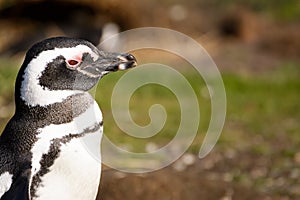 Magellan penguin portrait